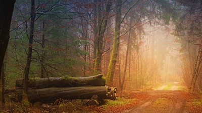 path of gratitude