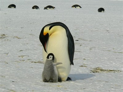 penguins