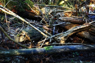 Tangled
